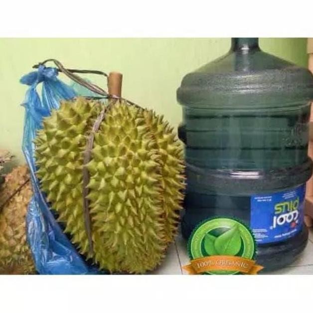 

Terlaris Bibit Durian Bawor Kaki 3 Super
