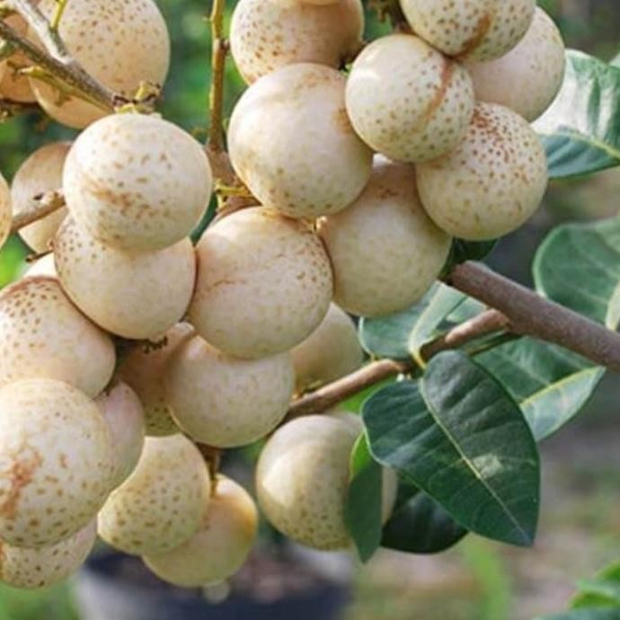 

Terlaris Bibit Tanaman Kelengkeng Aroma Durian Super Cccc