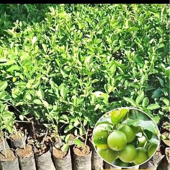 

Terlaris Bibit Jeruk Nipis Super Okulasi Cepat Berbuah