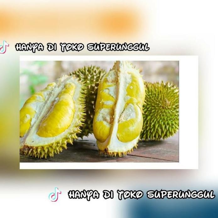

Terlaris Bibit Durian Monthong Super