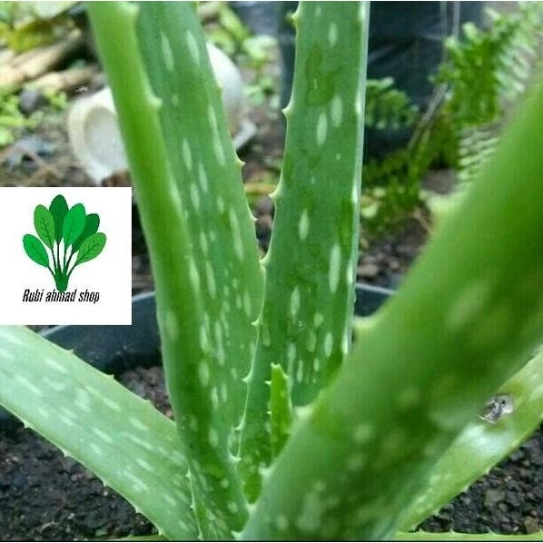 

Terlaris Bibit Tanaman Lidah Buaya-Aloe Barbadensis Miller