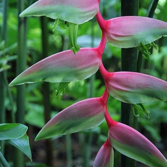 HELICONIA PP (pink perfect) TANAMAN HIAS HELICONIA