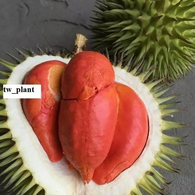 

Terlaris Bibit Durian Merah Super Unggul Hasil Okuluasi Cepat Berbuah