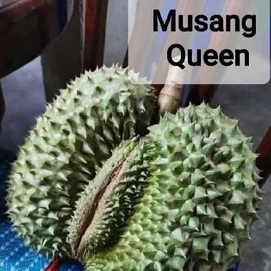 

Terlaris Bibit Durian Musang Queen Okulasi Super - Durian Tekka D160 Super