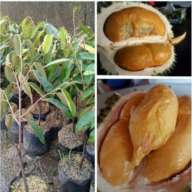 

Terlaris Bibit Durian Duri Hitam Oche Okulasi Berkualitas Berkualitas