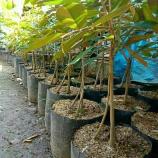 

Terlaris Bibit Durian Duri Hitam Kaki 3