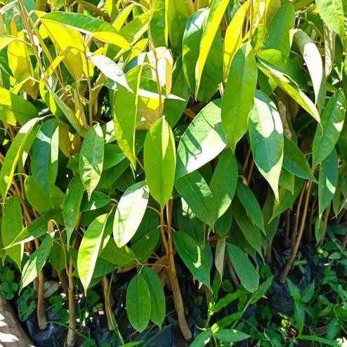 

Terlaris Bibit Durian Seeling Unggul Termurah