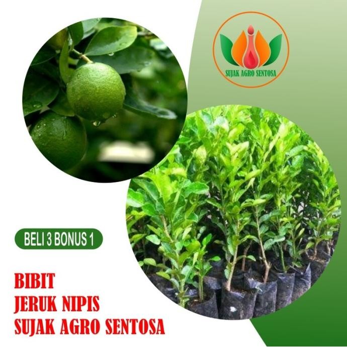 

Terlaris Bibit Buah Tanaman Jeruk Nipis