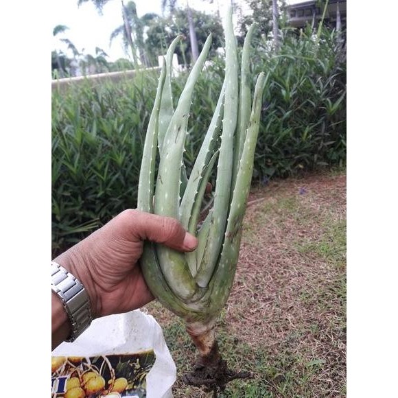 Terlaris Bibit Lidah Buaya Kalimantan - Lidah Buaya Jumbo Kqkqca 8304Lh