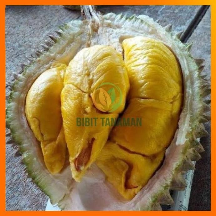 

Terlaris Bibit Durian Musangking Unggul
