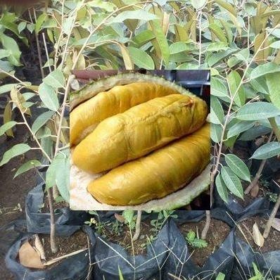 

Terlaris Bibit Durian Montong