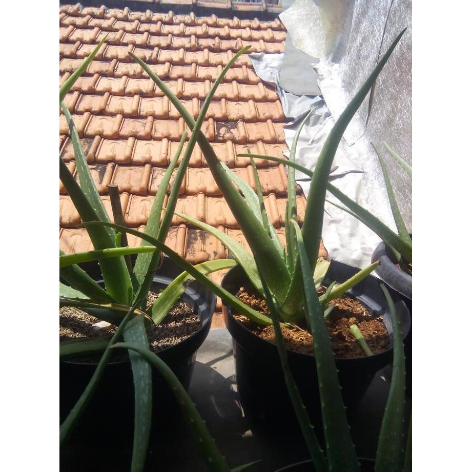 

Terlaris Lidah Buaya Aloe Vera /Bibit Tanaman Pohon Herbal Tradisional Aloevera