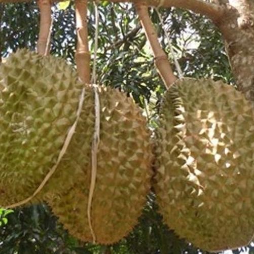 

Terlaris Bibit Buah Durian Bawor Kaki 3 Seedling Semai Biji Unggul