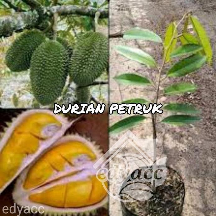 

Terlaris Benih Bibit Buah Durian Petruk