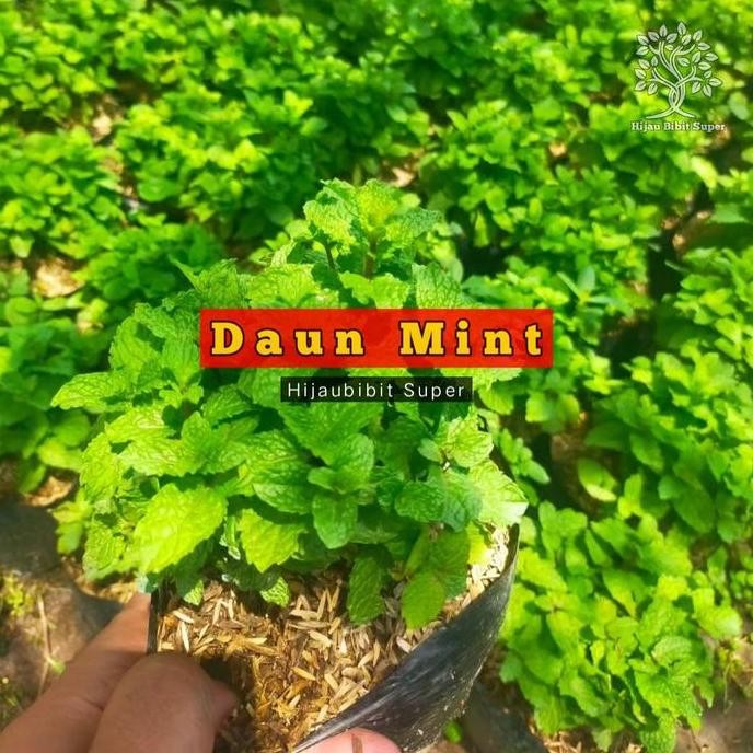 

Terlaris Bibit Daun Mint Unggulan Tanaman Daun Mint Segar