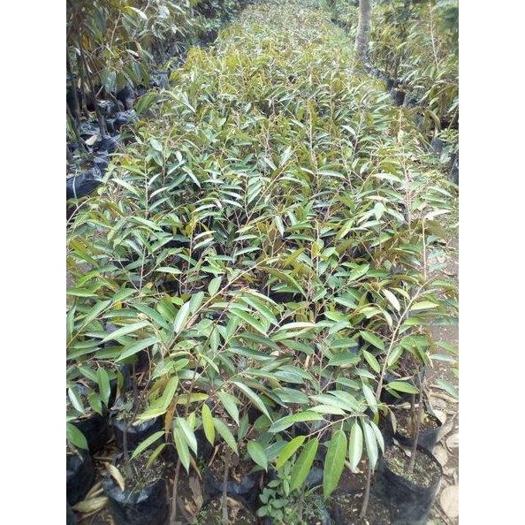 

Terlaris Bibit Durian Musangking