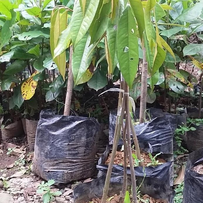 

Terlaris Bibit Durian Musangking Kaki 3