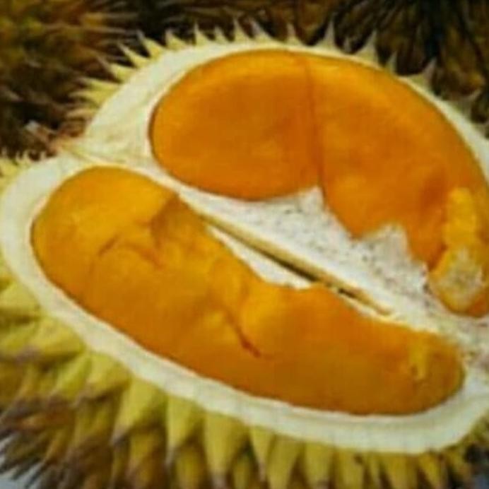 

Terlaris Bibit Buah Durian Tembaga Asli Kampar