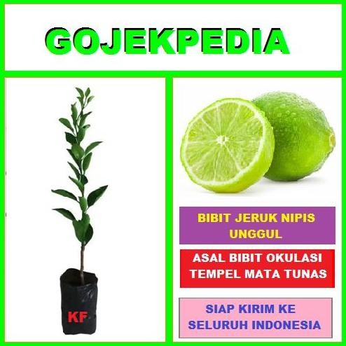 

Terlaris Bibit Jeruk Nipis Pohon Jeruk Nipis Bibit Tanaman Jeruk Nipis