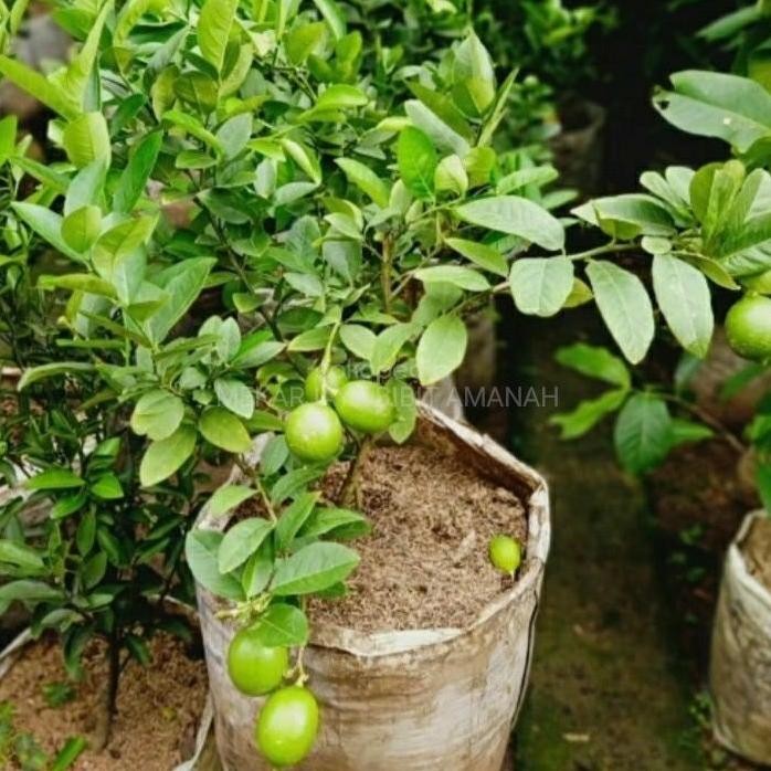 

Terlaris Bibit Buah Jeruk Nipis Jumbo Berbuah