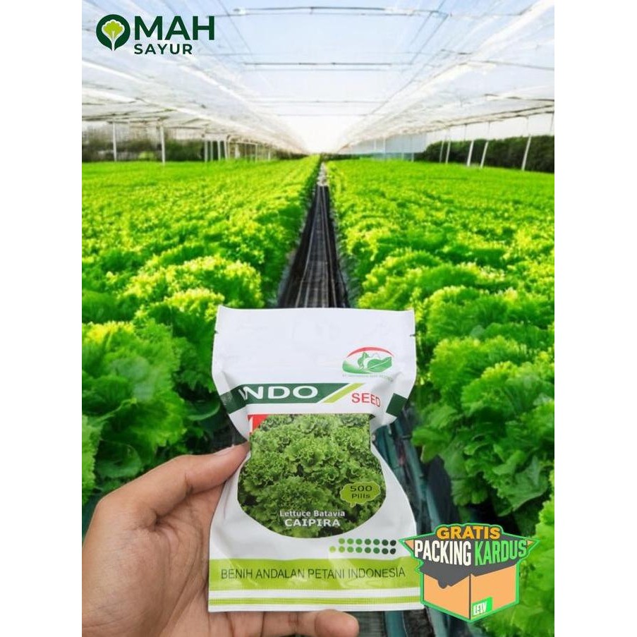 || BANANA / [500 Pills] Benih Selada CAIPIRA Lettuce Batavia By Indo Seed ||~~~