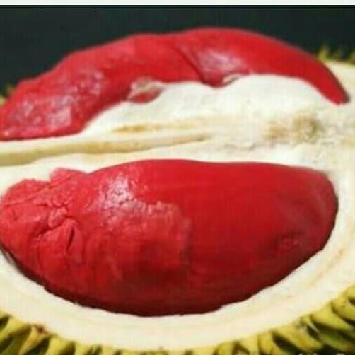 

Terlaris Bibit Durian Udang Merah