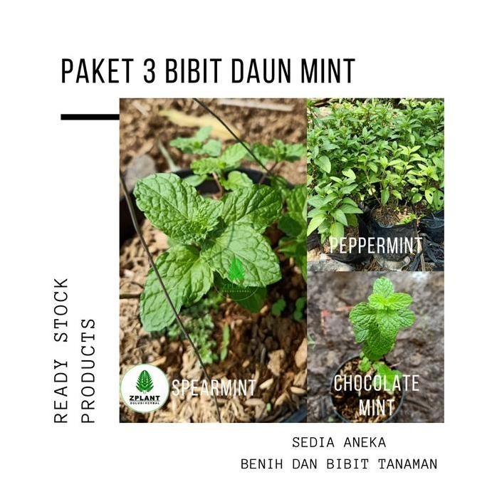 

Terlaris Paket 3 Bibit Tanaman Daun Peppermint Spearmint Chocolate Mint Coklat