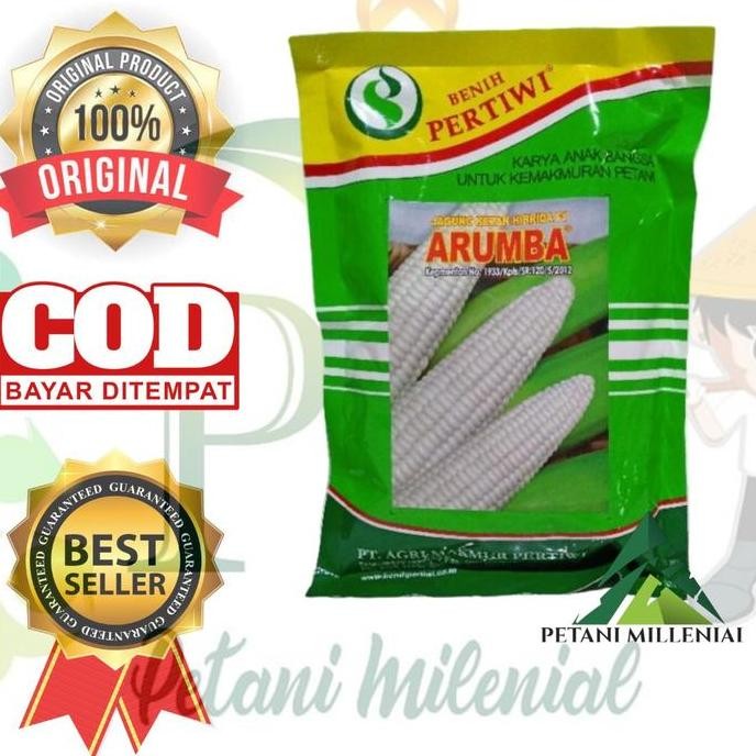 || BANANA / Benih jagung pulut Arumba - bibit jagung pulut/putih pertiwi ||~~~