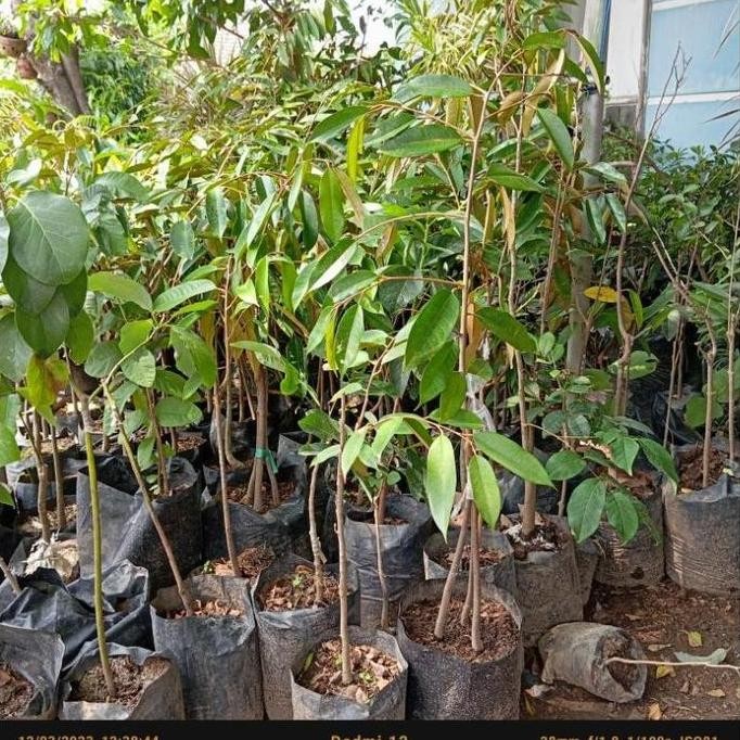 

Terlaris Bibit Durian Tinggi 1 Meter Jenis Musangking, Bawor, Montong Okulasi Cepat Berbuah