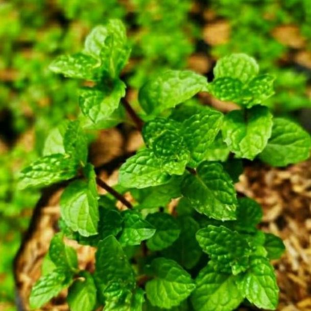 

Terlaris Bibit Tanaman Daun Mint Cool Segar