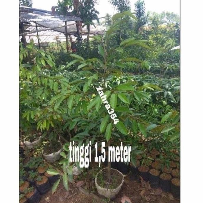 

Terlaris (Dongkelan 1,5 Meter) Bibit Durian Ocche / Oce / Durian Duri Hitam