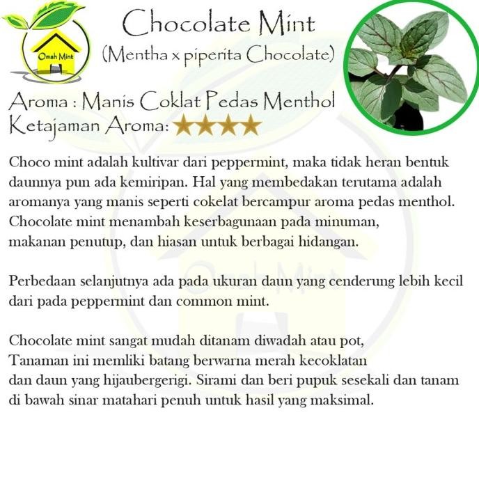 

Terlaris Bibit Tanaman Mint Chocolate Mint/ Tanaman Daun Mint Cok Bdqzuz 1674Dt