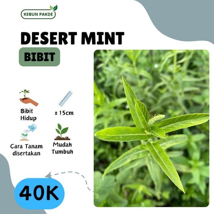 

Terlaris Bibit Tanaman Daun Mint | Eastern/Desert Mint | Semriwing | Siap Tanam