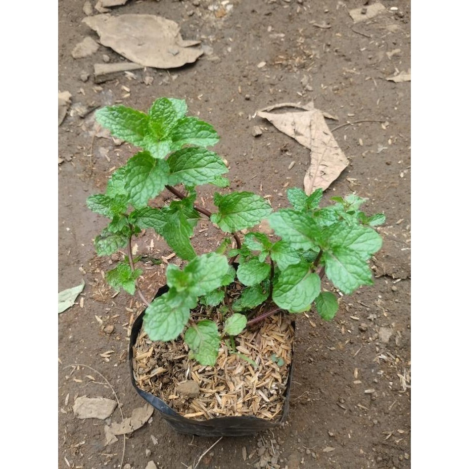 

Terlaris Bibit Tanaman Daun Mint | Spearmint Mentha