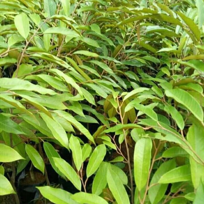 

Terlaris Bibit Durian Super Tembaga Bangka