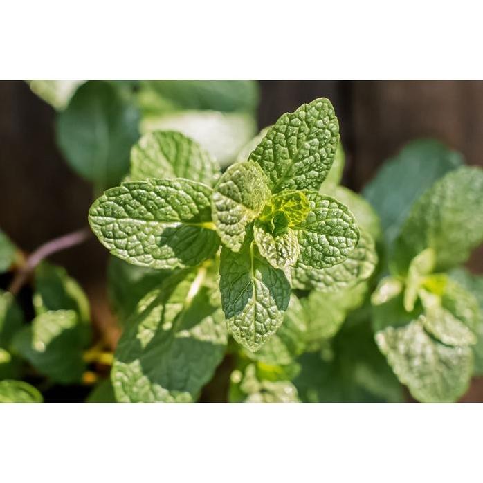 

Terlaris Jual Bibit Tanaman Mint Bibit Daun Mint (Papermint)