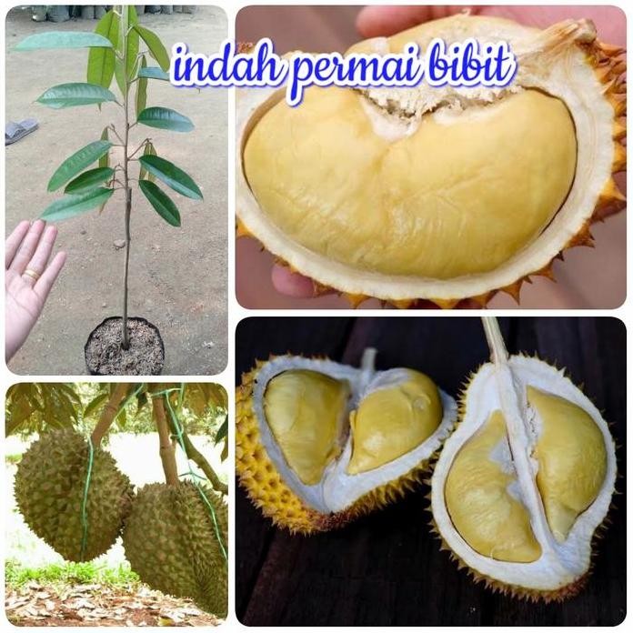 

Terlaris Bibit Tanaman Durian Jemongko