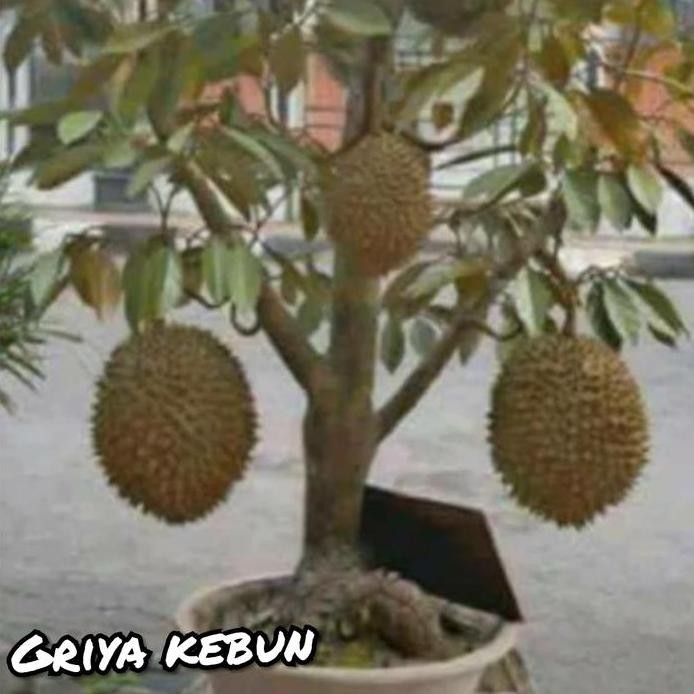 

Terlaris Bibit Tanaman Durian Montong Dapat Berbuah Dalam Pot/Tabulampot