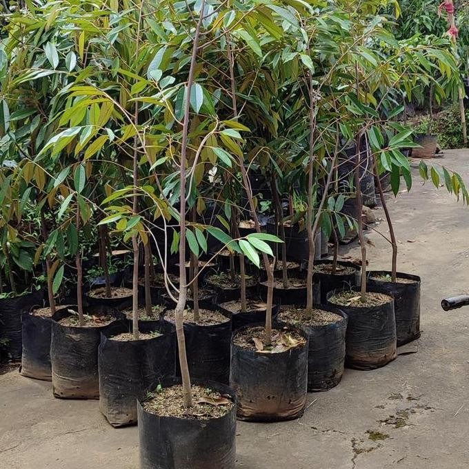 

Terlaris Bibit Durian Musang King Tinggi 1,5 M