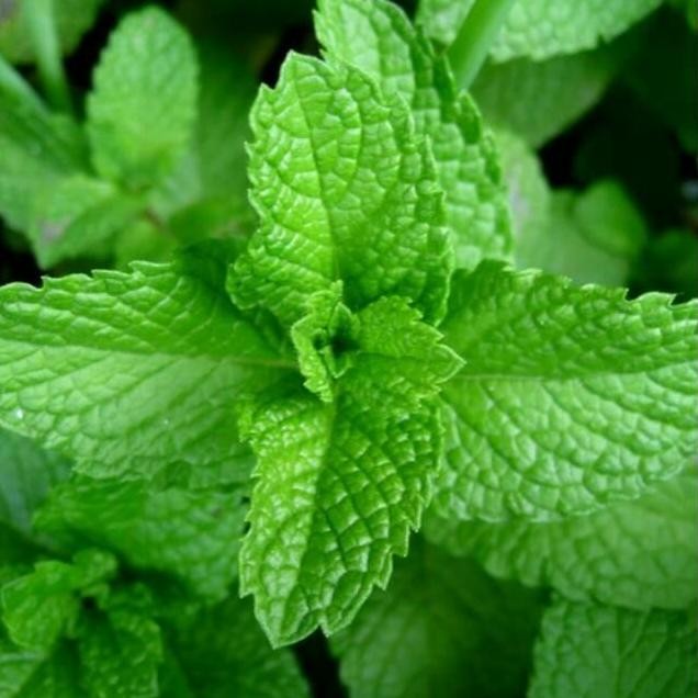 

Terlaris Promo 5 Bibit Tanaman Daun Mint Asli Rimbun Banget