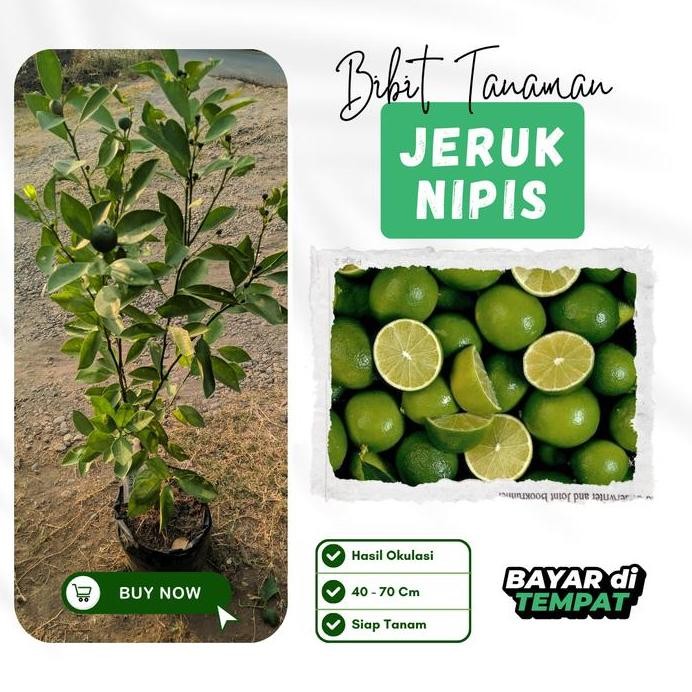 

Terlaris Bibit Tanaman Jeruk Nipis Okulasi [40-70Cm] Asli Kualitas Terbaik