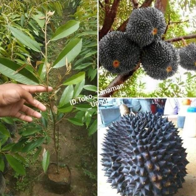 

Terlaris Bibit Durian Duri Hitam Super