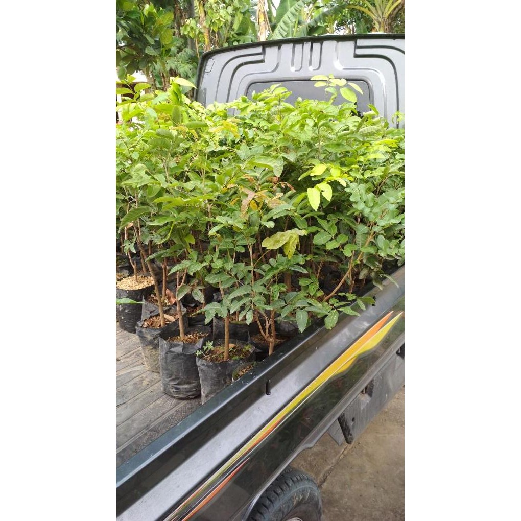 

Terlaris Bibit Kelengkeng Aroma Durian
