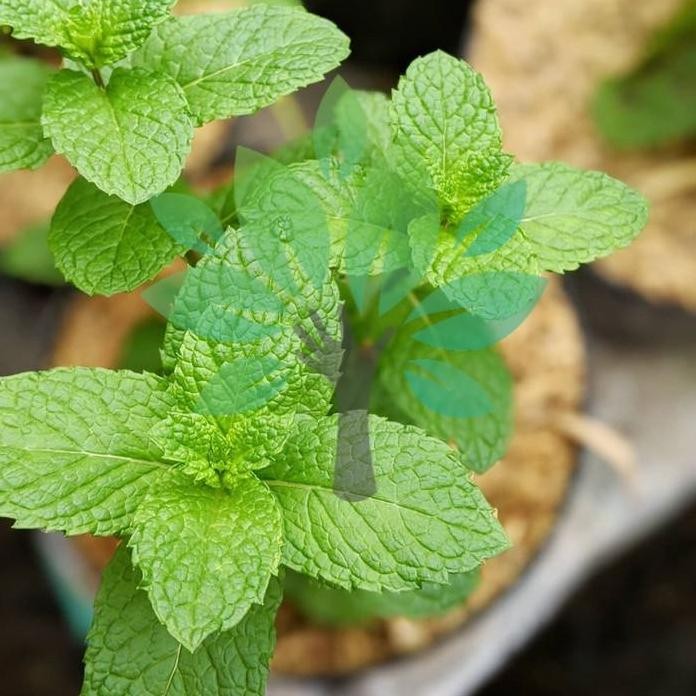 

Terlaris Bibit Tanaman Daun Mint Segar-Bibit Daun Mint Super Fresh