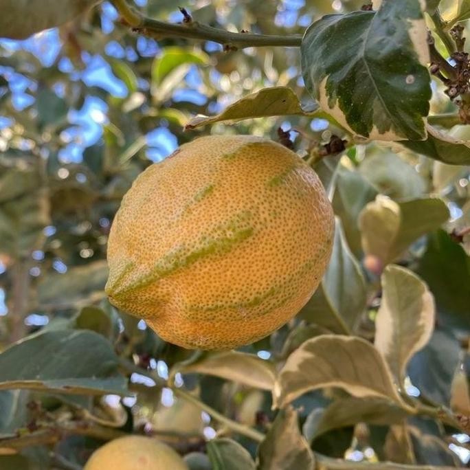

Terlaris Bibit Jeruk Nipis Variegata Siap Berbuah