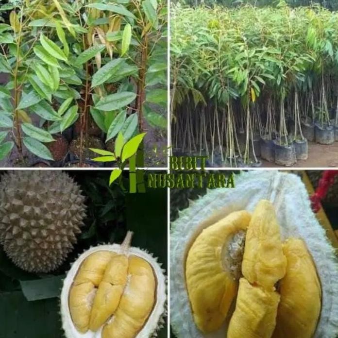 

Terlaris Bibit Durian Bawor Kaki 3 Super Unggul