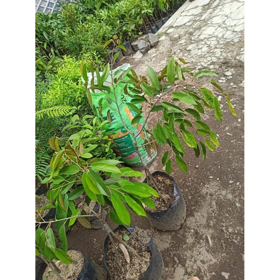 

Terlaris Bibit Pohon Durian Musangking Kaki Tiga Tinggi 1 Meter