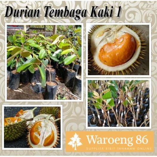 

Terlaris Bibit Buah Durian Tembaga Kaki 1