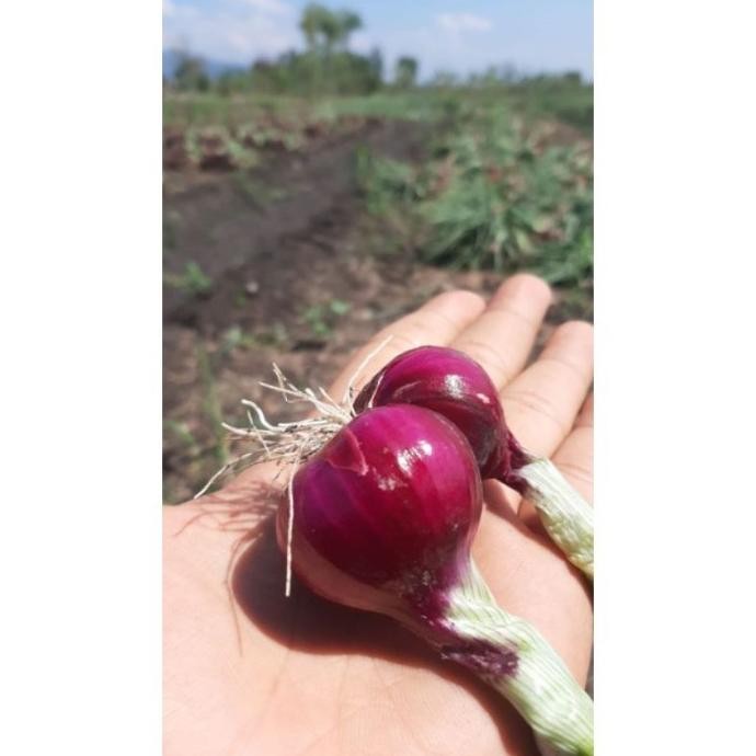 

Terlaris Ready Fresh Benih Bawang Merah Hibrida Maserati 10.000 Biji Expaid Bulan 8 2024 Bibit Sehat - Siap Tanam