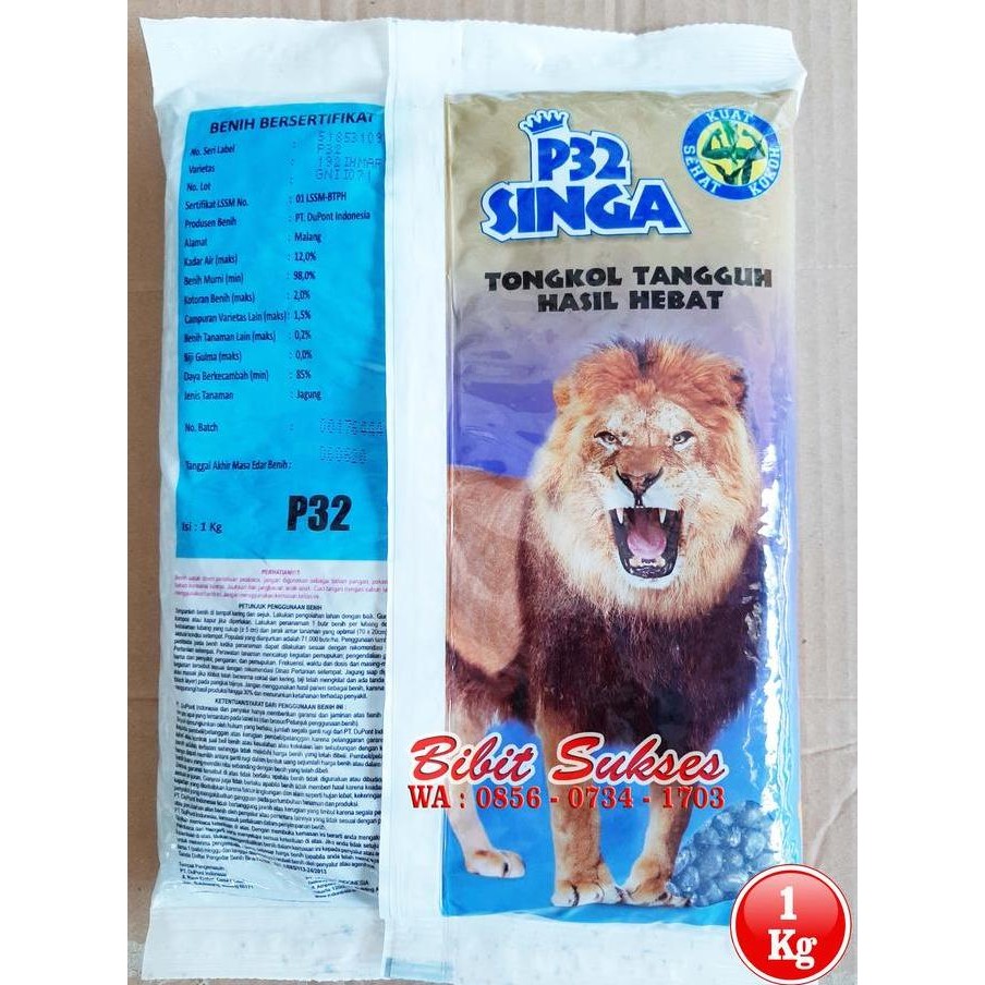 || BANANA / Benih Bibit Jagung Hibrida P32 Singa PIONEER 789 Kemasan 1 Kg ||~~~